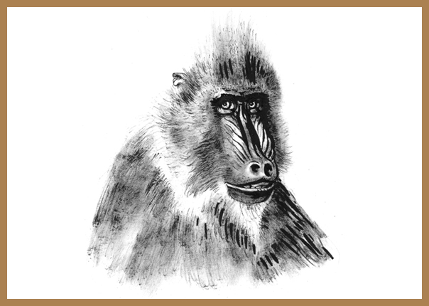 Mandrill (Zentral Afrika)