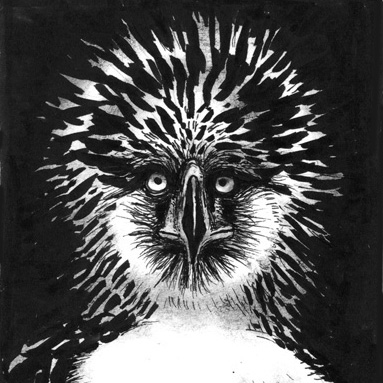 Tiere sehen uns an: Philippinenadler