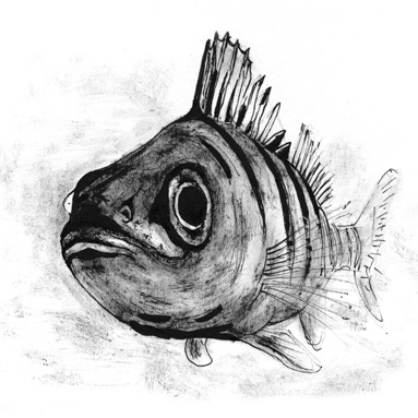 Tiere sehen uns an: Barsch