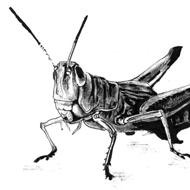 Tiere sehen uns an: Grashüpfer