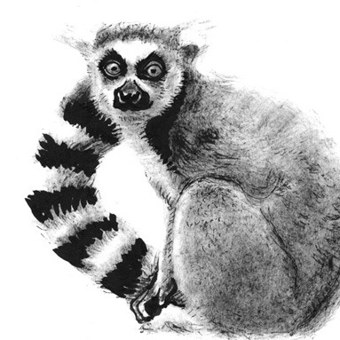 Tiere sehen uns an: Lemur