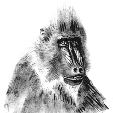 Tiere sehen uns an: Mandrill