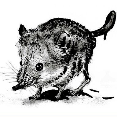 Tiere sehen uns an: Rüsselspringer