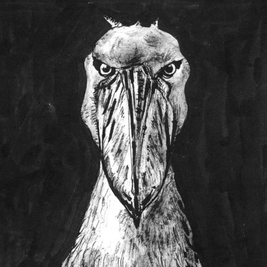 Tiere sehen uns an: Schuhschnabel