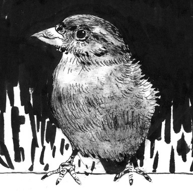 Tiere sehen uns an: Spatz