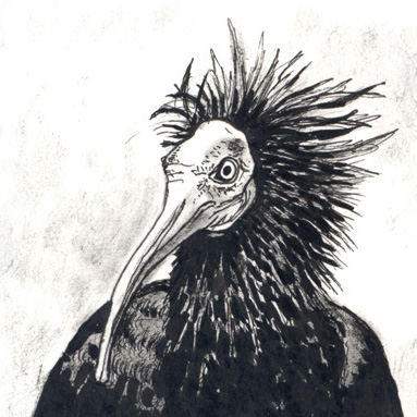 Tiere sehen uns an: Waldrapp