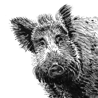 Tiere sehen uns an: Wildschwein