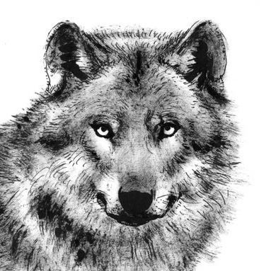 Tiere sehen uns an: Wolf
